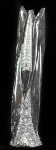Tall Tower Of Polished Orthoceras (Cephalopod) Fossils #61316